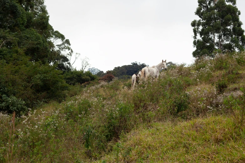 a small group of horses standing on a hill