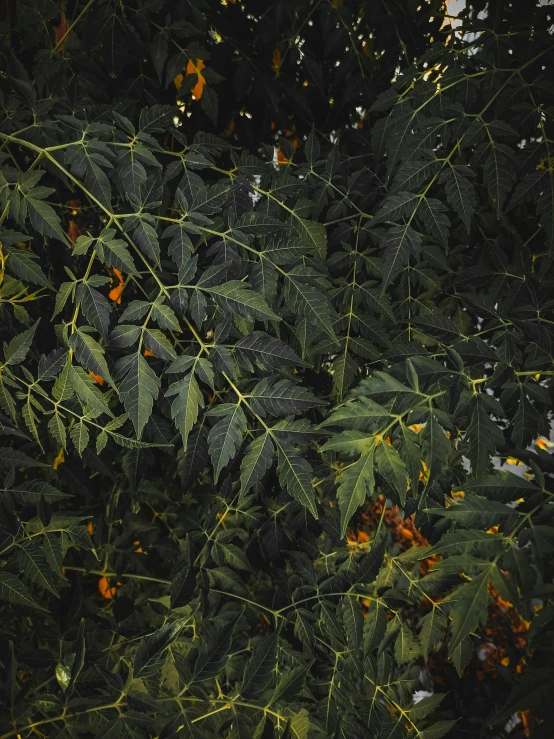 many leaves and drops of rain hanging from a tree