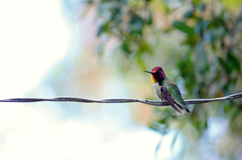 there is a small colorful bird sitting on a wire