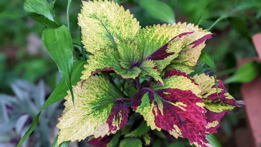 a green and red leaf with red markings