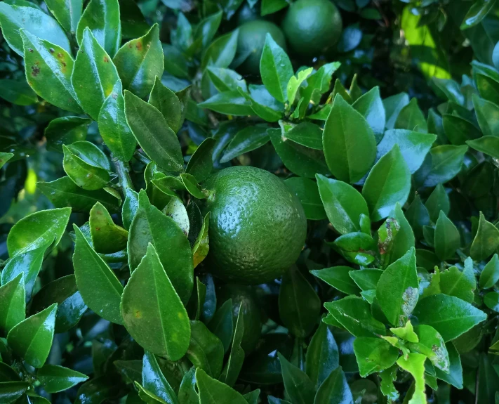 two limes hanging from a green tree nch