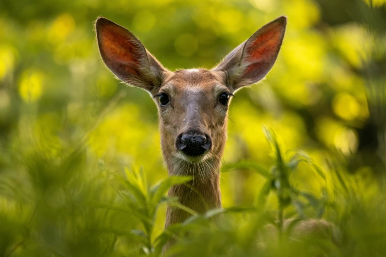 the face of a deer staring at the camera