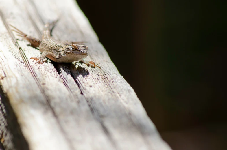 a small frog sits on a wooden plank