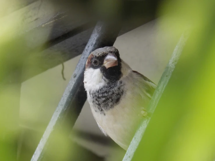 the bird is looking up from behind a nch