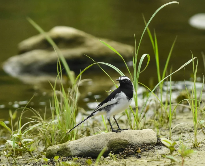 there is a small black and white bird standing on the rocks