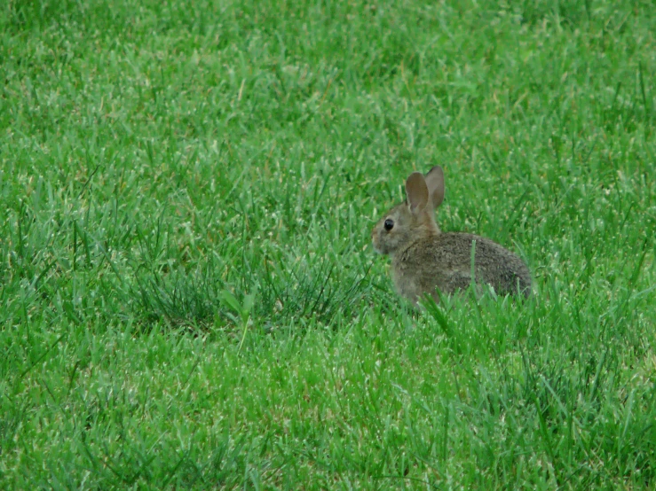 a rabbit sitting in the grass in the day