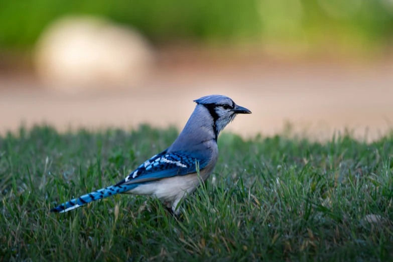 blue jay perched in a grassy area with grass