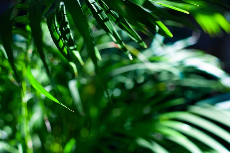 some green plants are very bright and blurry