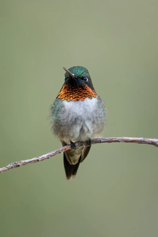 a colorful bird is perched on a thin nch