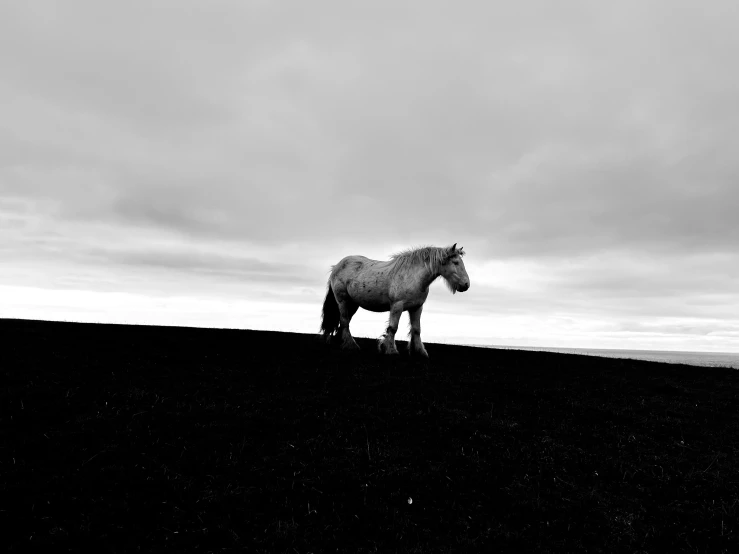 a horse stands on a hill during the evening