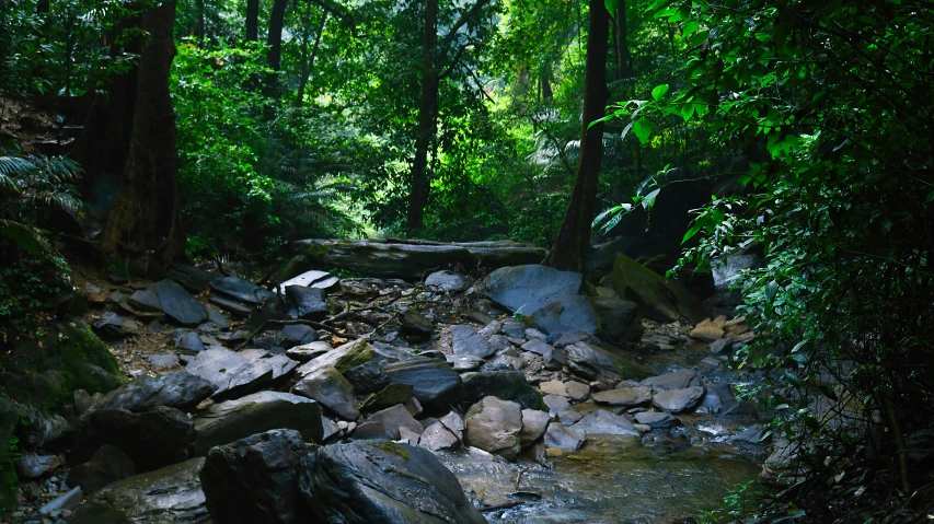 there are rocks, trees and bushes on this small stream