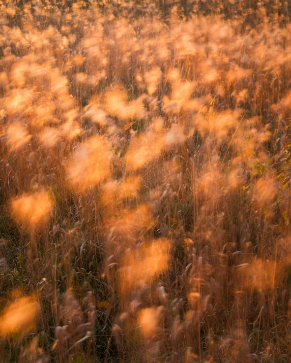 the grass is yellow in color and brown around it