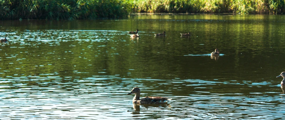 several ducks are swimming on the water near trees