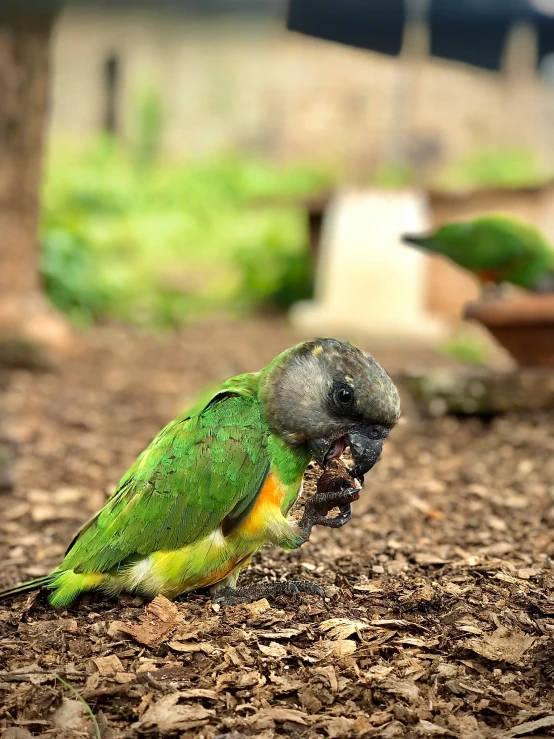 a green parrot sitting on the ground with a nut in it's mouth