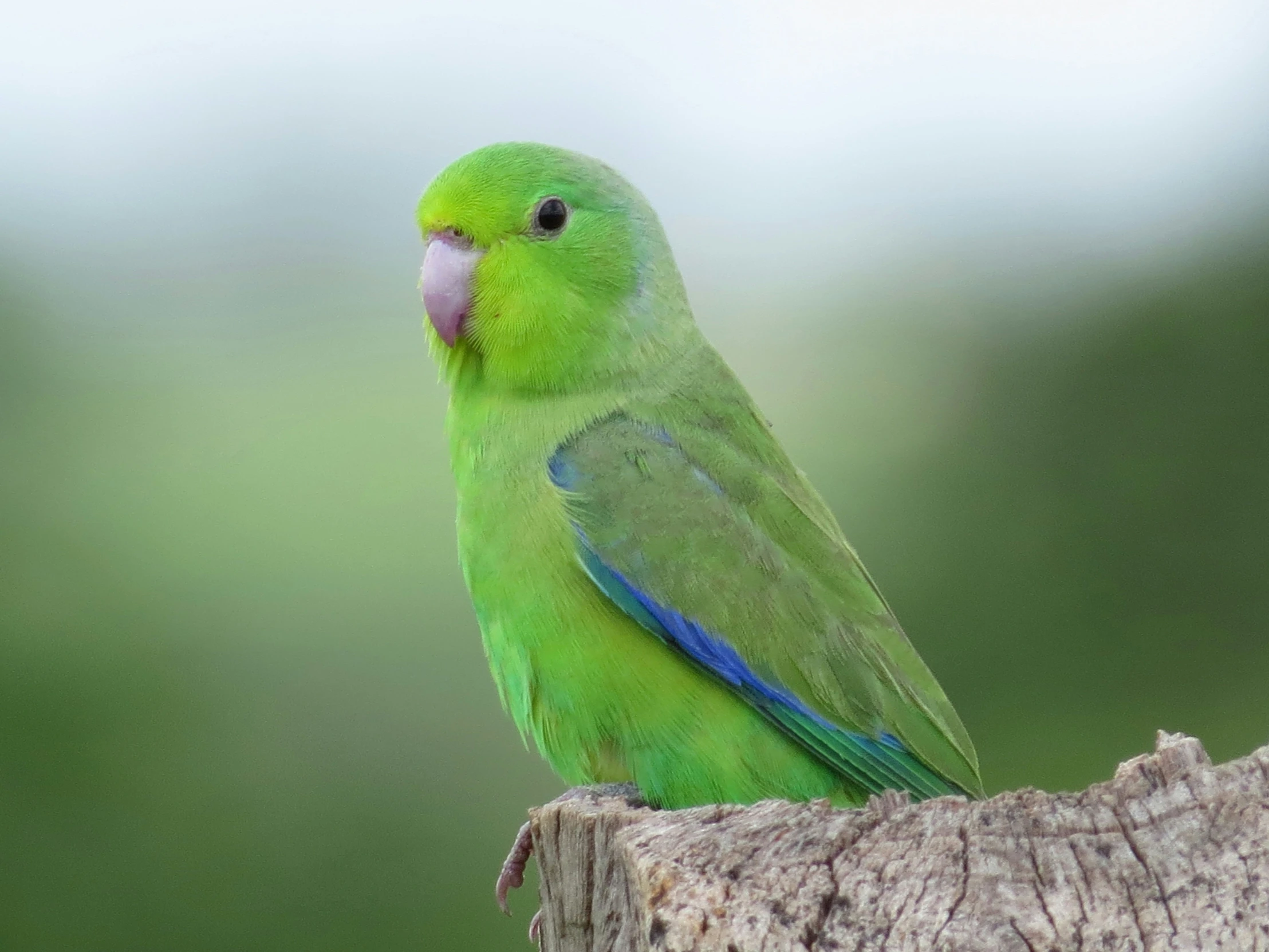 a green bird is perched on top of a wood stump