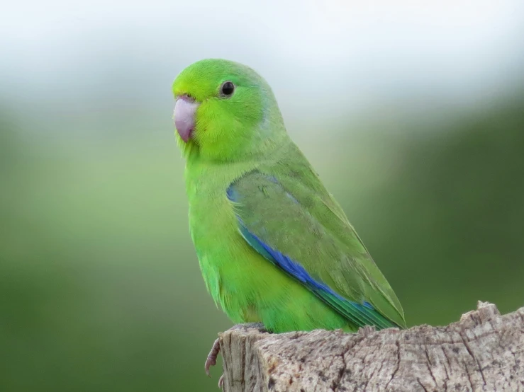 a green bird is perched on top of a wood stump