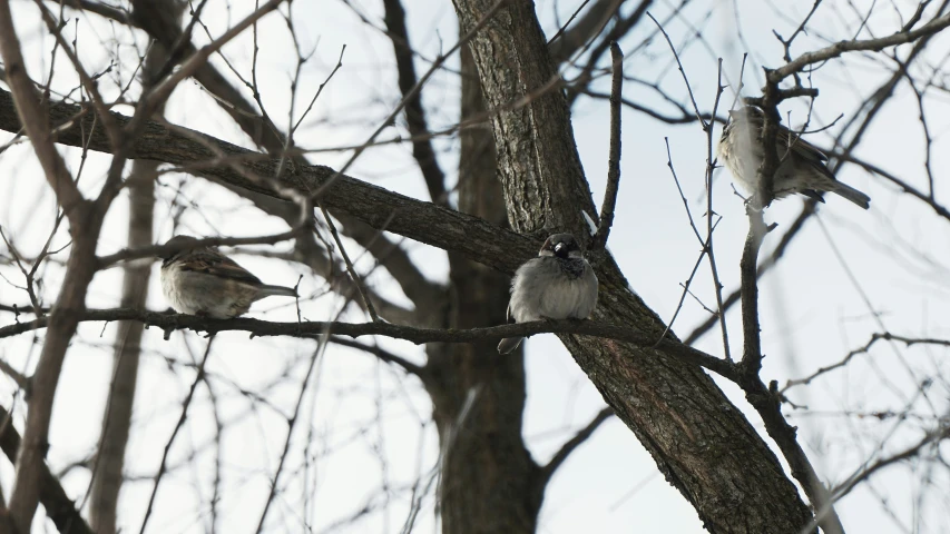 two small birds sit on the nches of a tree