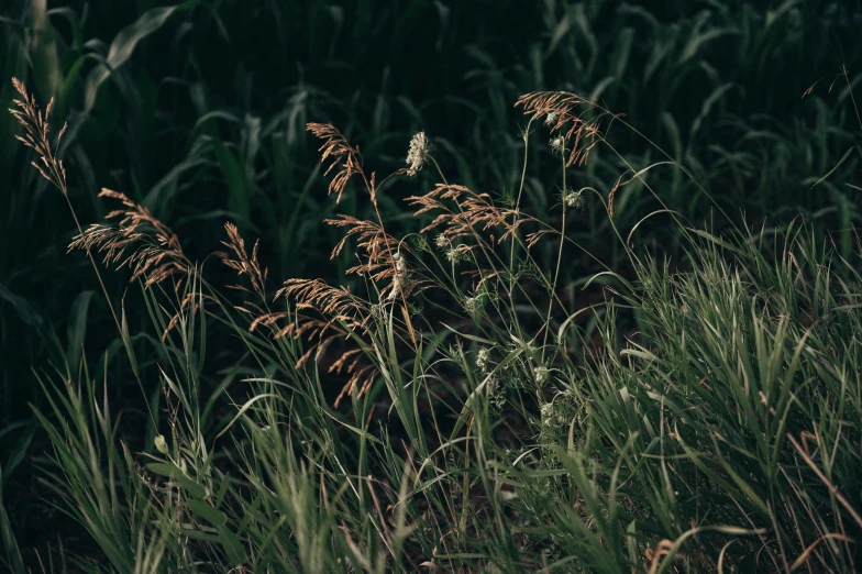 a grassy field is shown with some tall grass