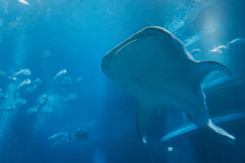 a large white stingfish swimming in an ocean tank