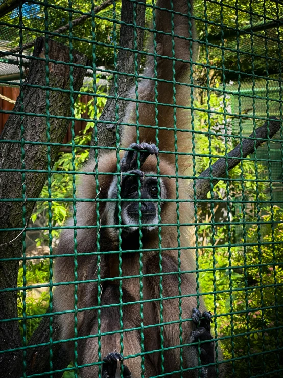 a young gorilla in an enclosure holding on to a wire fence