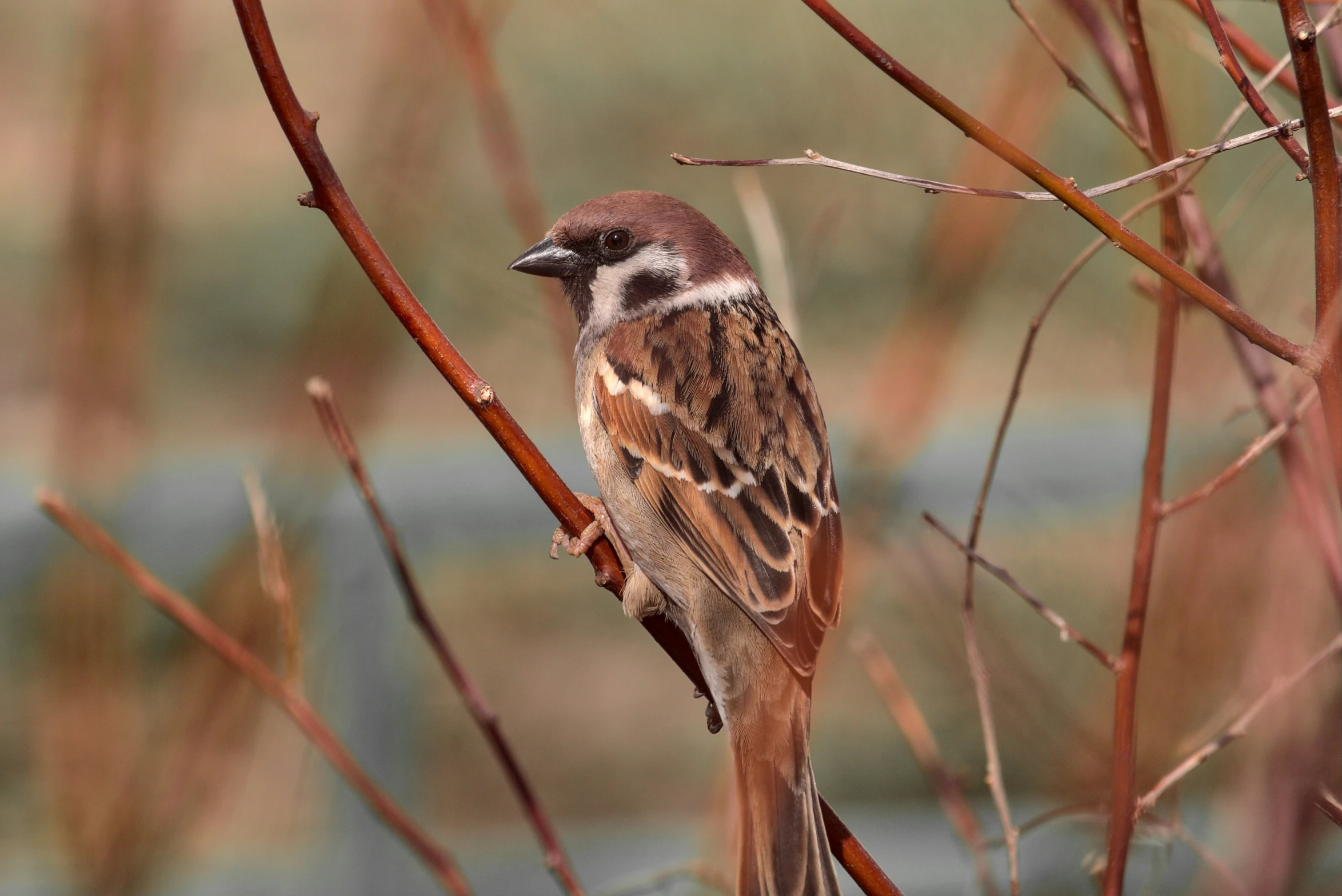 a small bird sitting on top of a bare tree nch