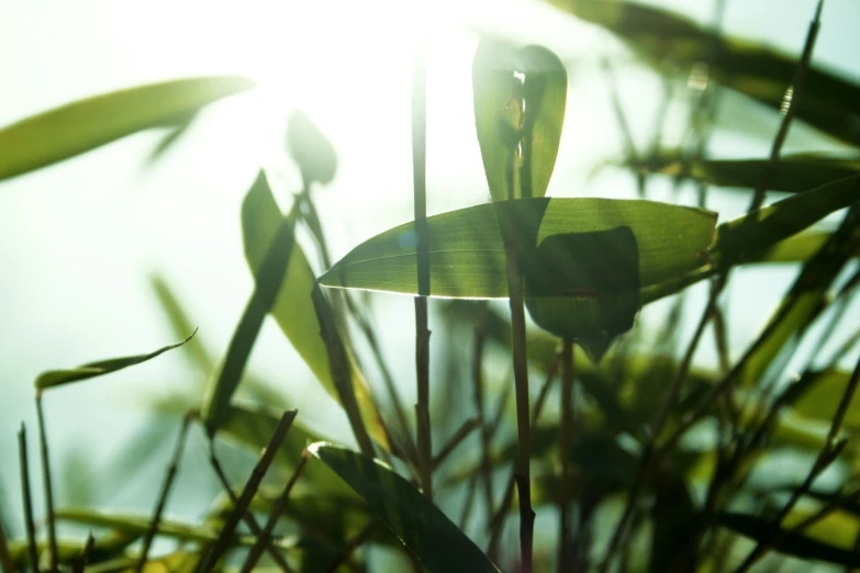 sun peeking through the vegetation leaves on a sunny day