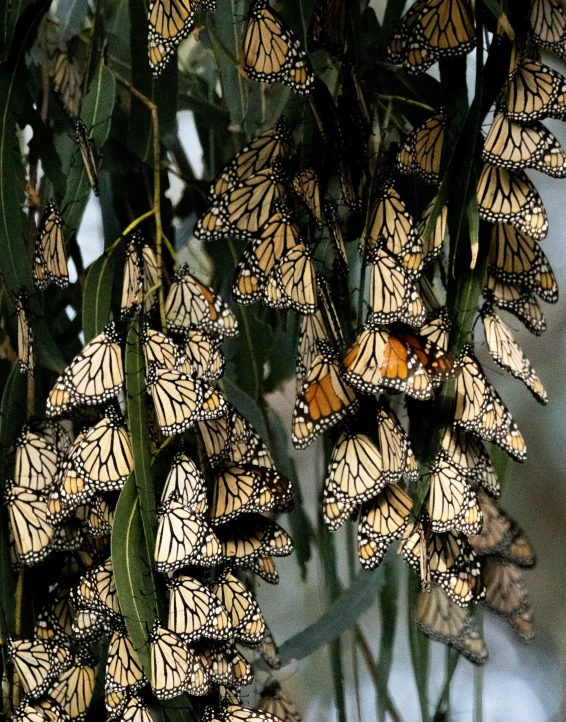 a bunch of erflies hanging from a tree