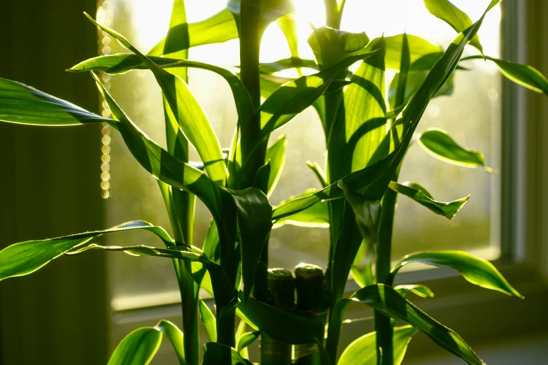 the green plant sits in front of a window