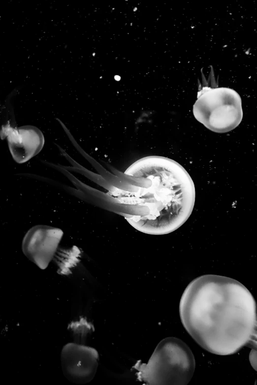 an image of jellyfish swimming in the water