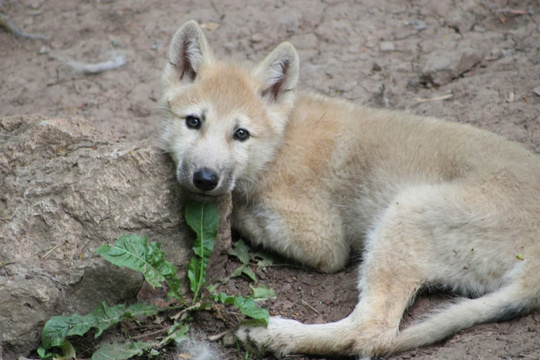 a very cute dog laying on some dirt