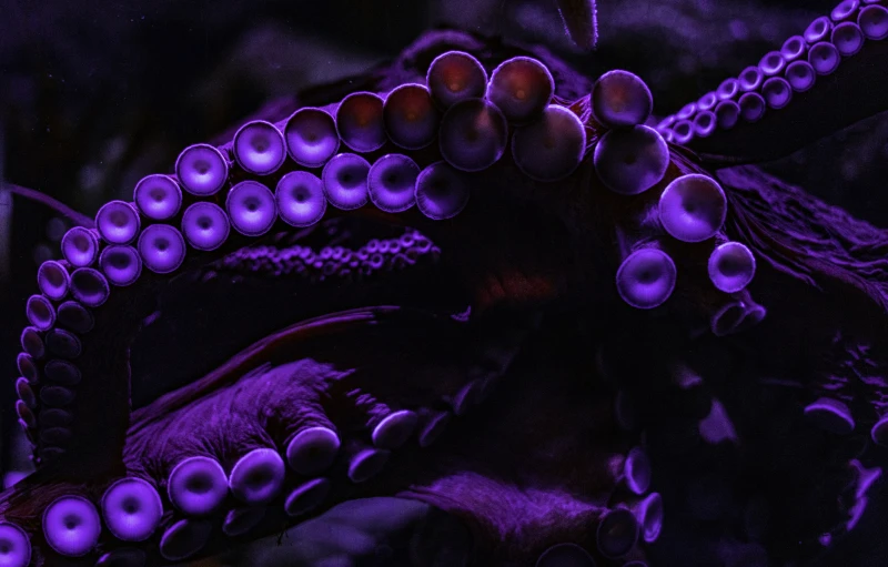 close up pograph of two octo squides