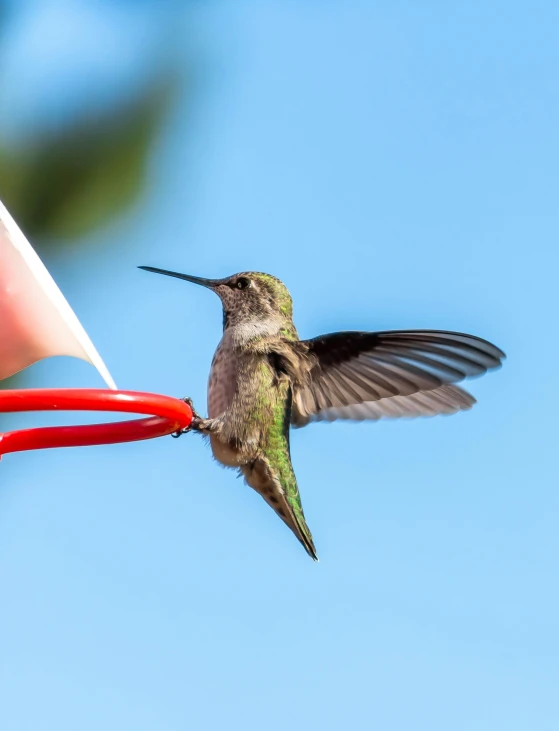 a hummingbird feeds on the nectar of an insect feeder