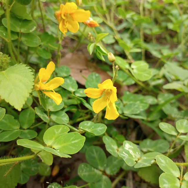 yellow flowers that are in the grass near leaves