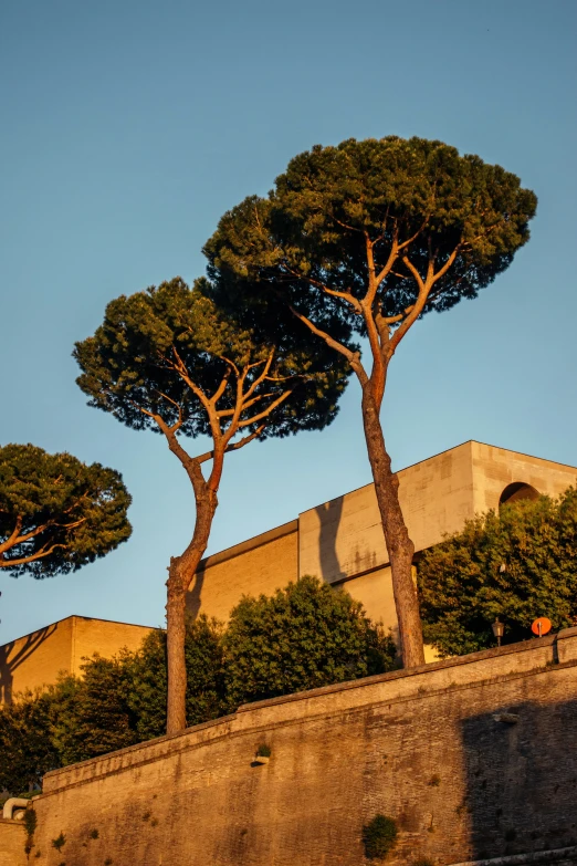 four trees stand next to a building on a sunny day