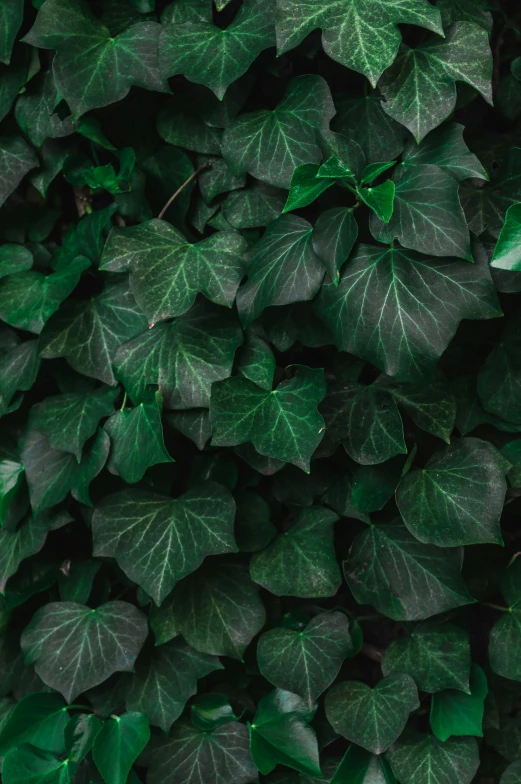 green leaves are growing on a wall