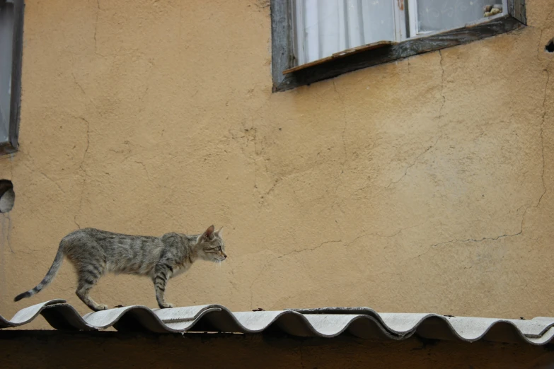 a grey and white cat standing on a roof