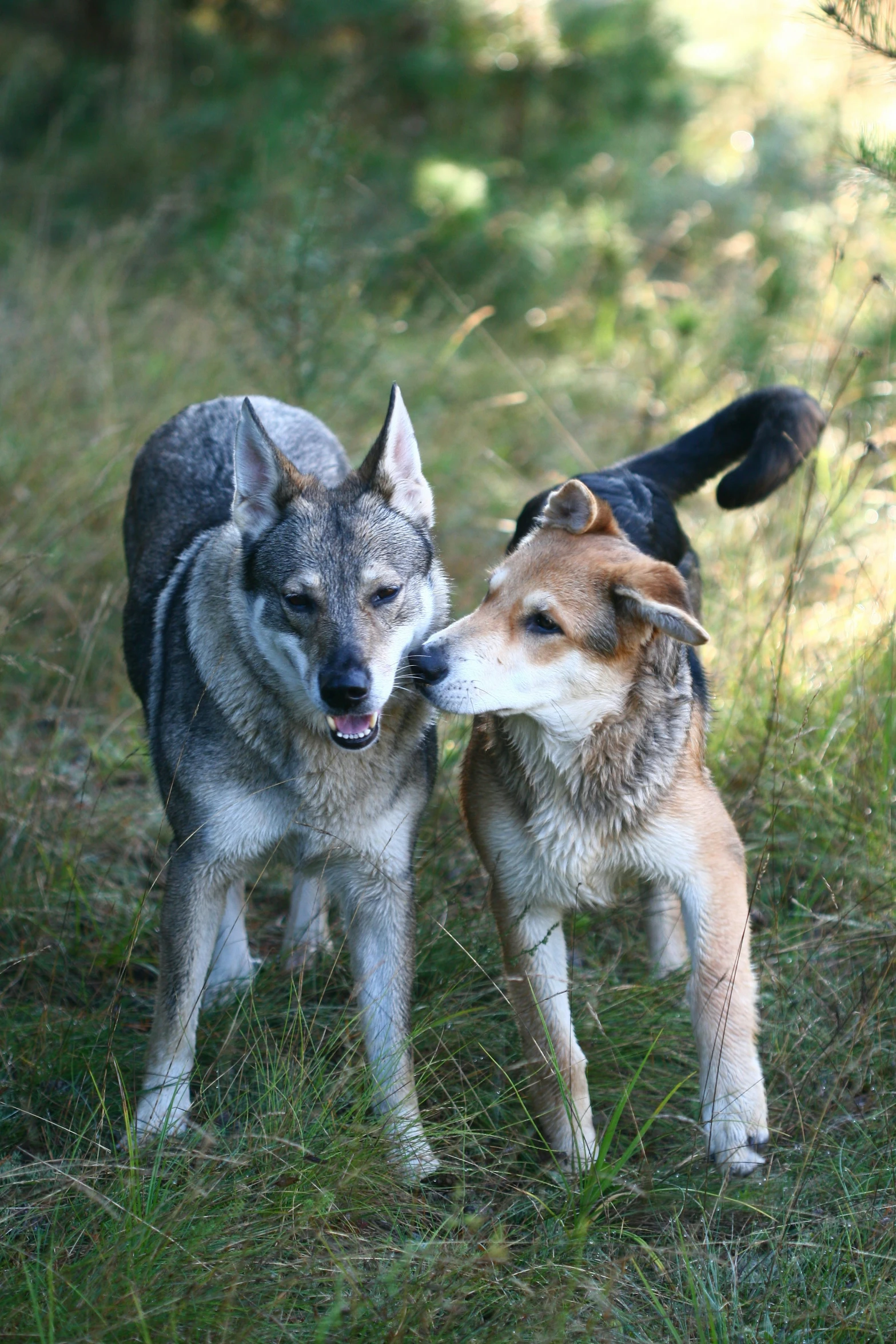 two dogs stand side by side in a field