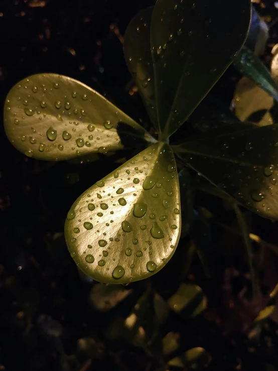 green leaf with drops of water droplets on them