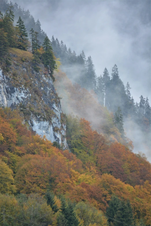 a mountain with a tree line of trees