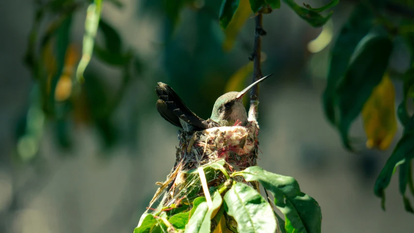 small birds sitting on top of a green tree