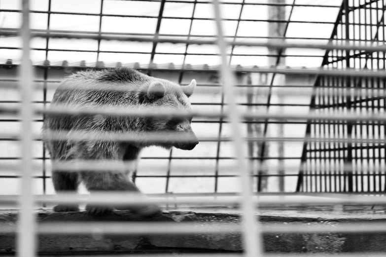 a large bear is in a cage looking through