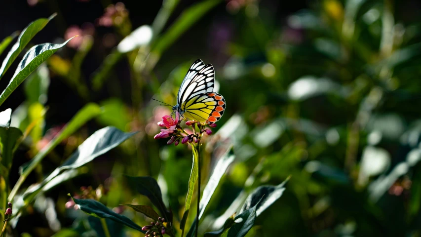 a yellow erfly perched on a flower in a field