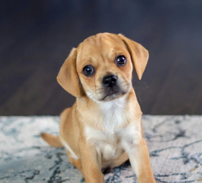 a puppy is sitting in the middle of a carpet