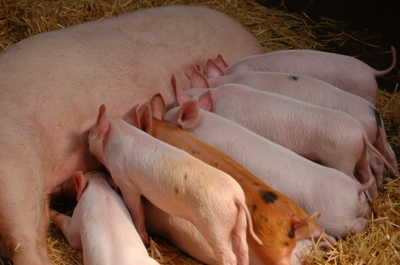 pigs with their mother pig are nursing on some hay