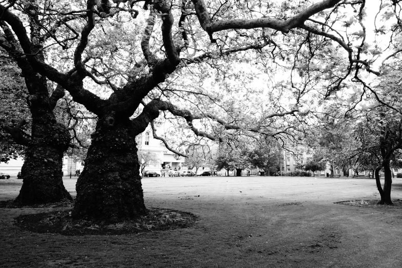 a black and white po of large leafy trees