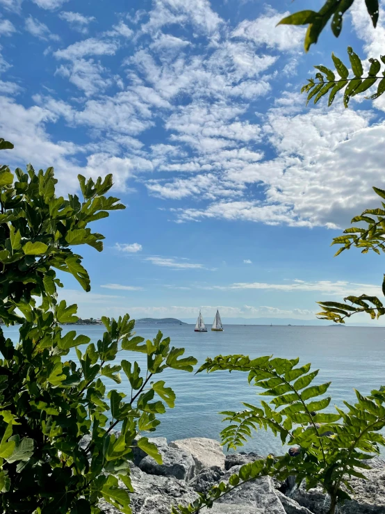 boat passing by a treeline on the ocean