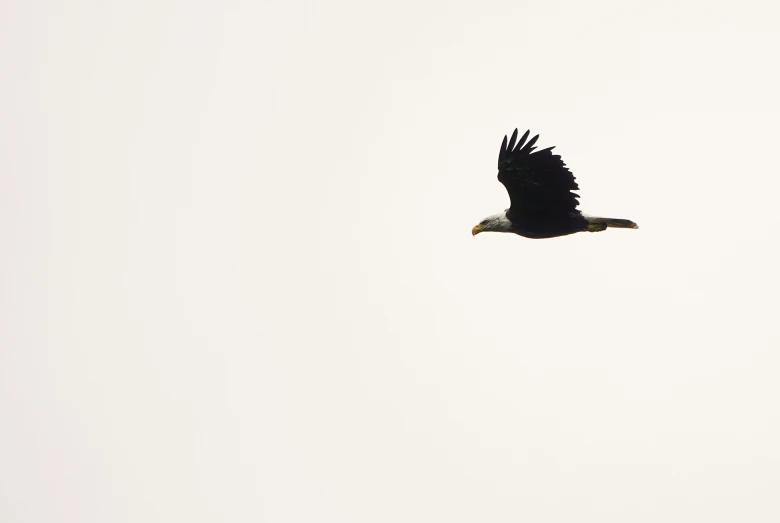 black eagle with outstretched wings soaring in the air