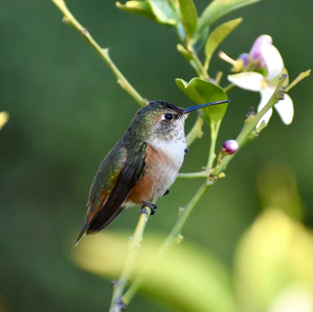 a bird perched on a tree nch outside