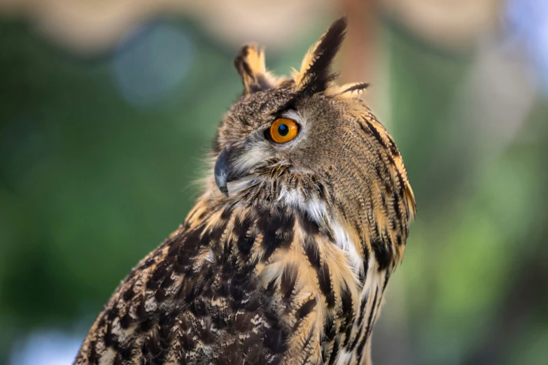 an owl with big yellow eyes is staring