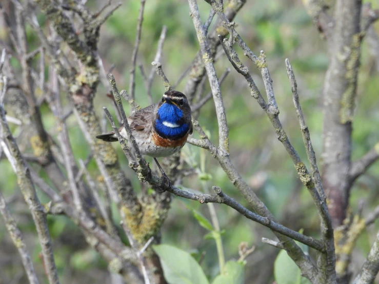 a small bird on a tree nch near a patch of leaves